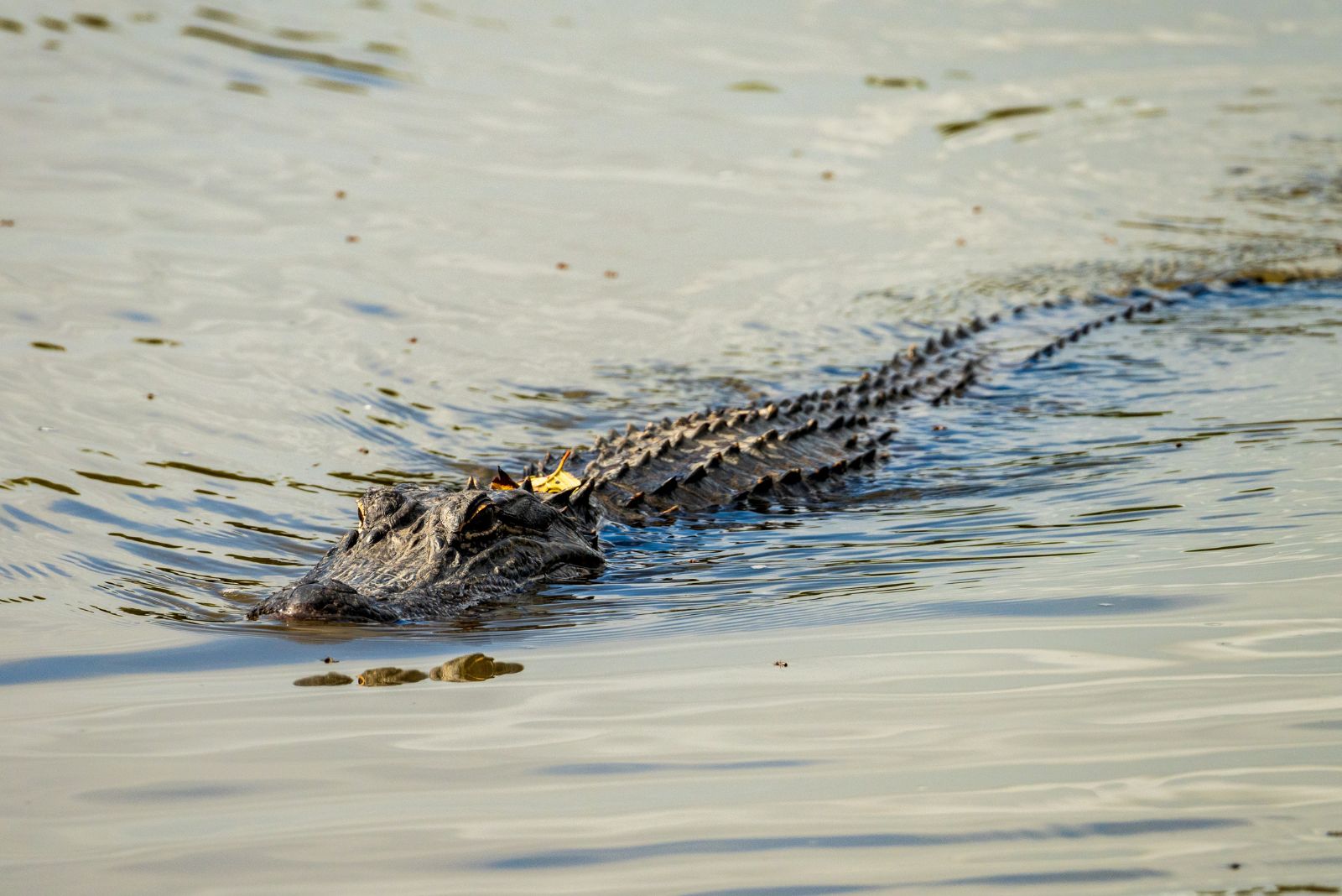 alligator swimming in lake