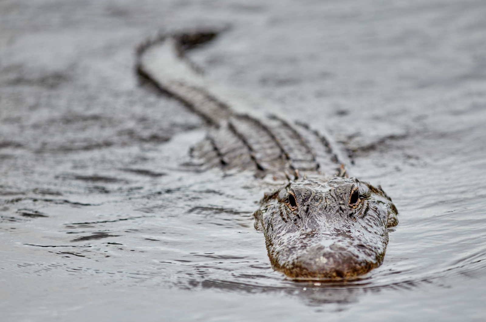 alligator