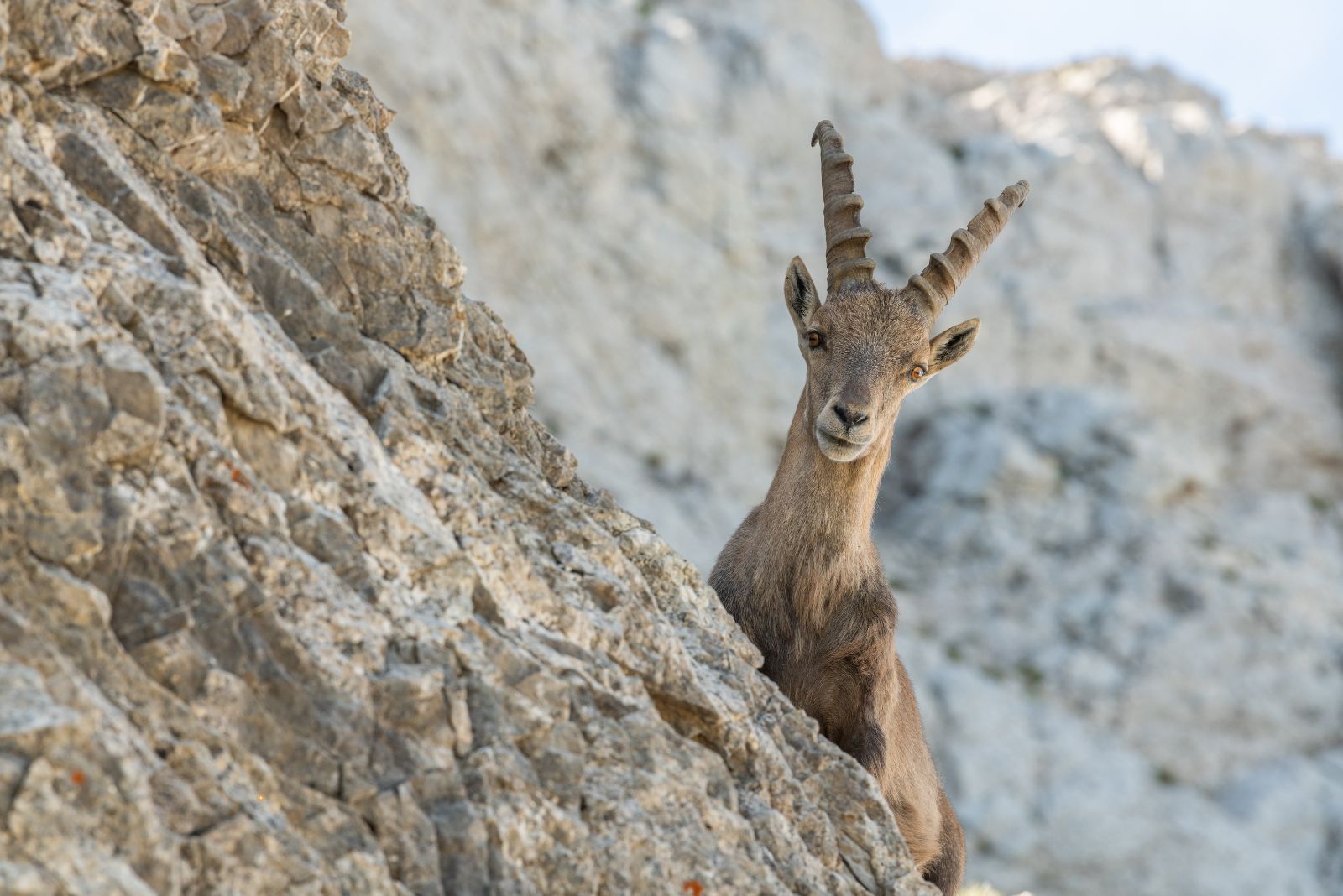 alpine ibex