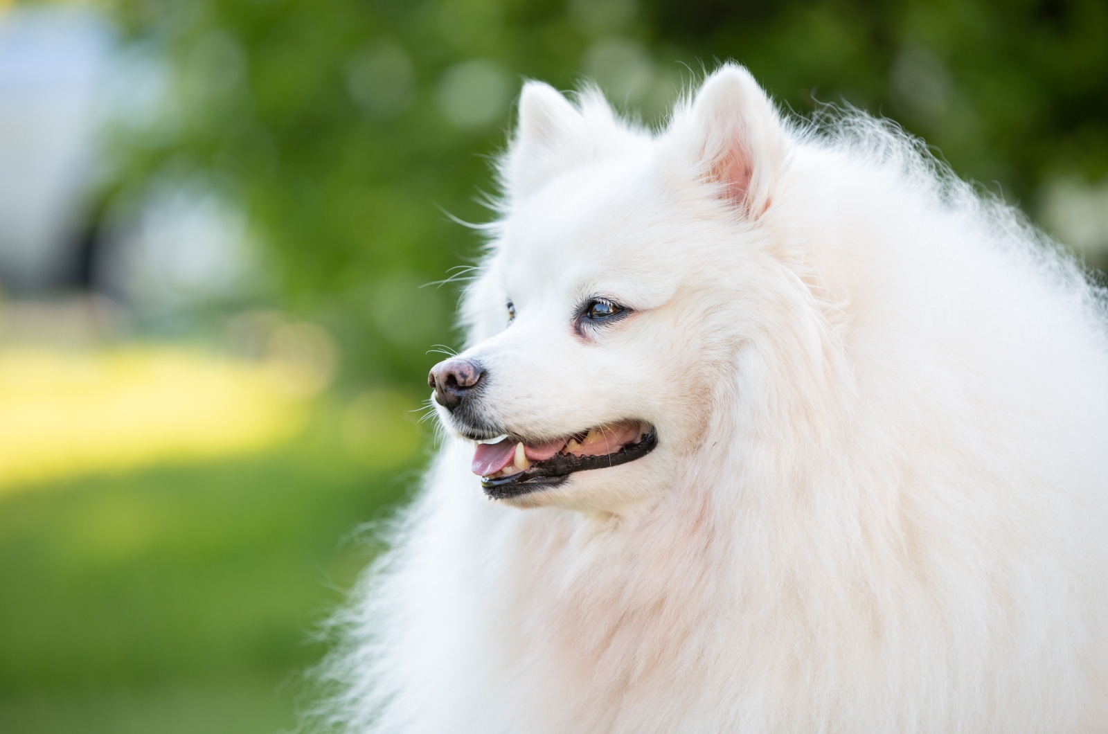 american eskimo dog