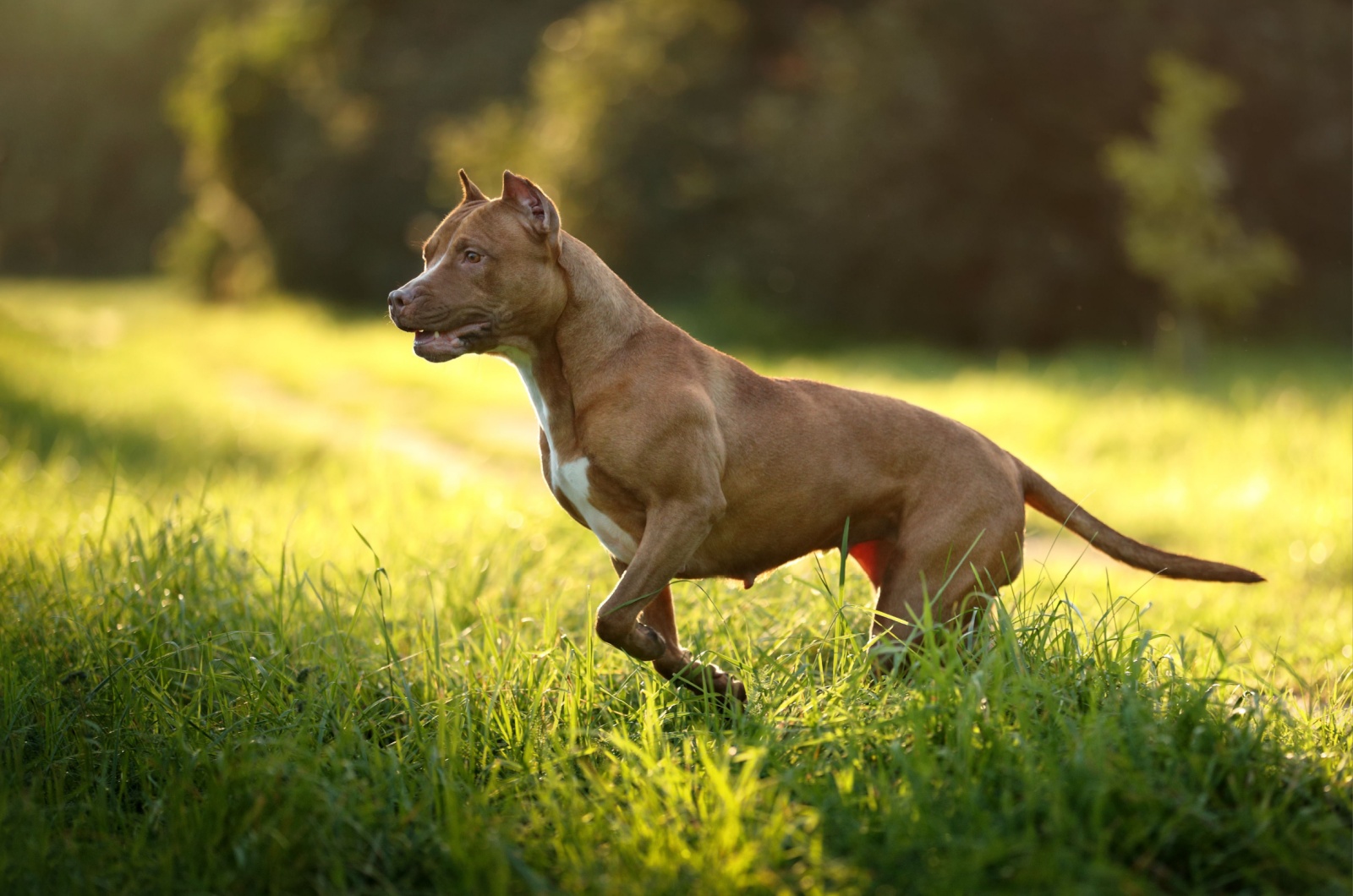 american pit bull