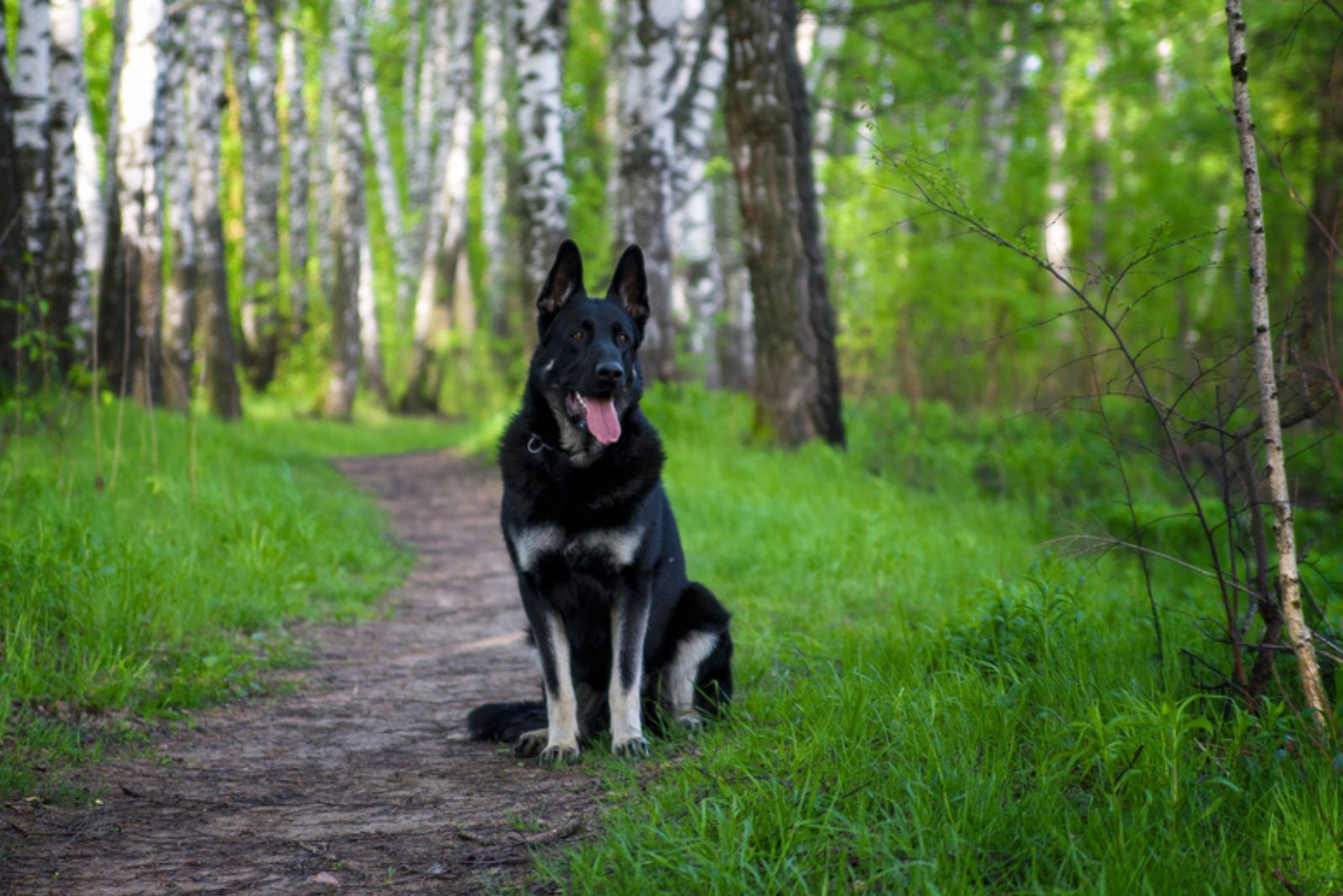 an Eastern European shepherd dog