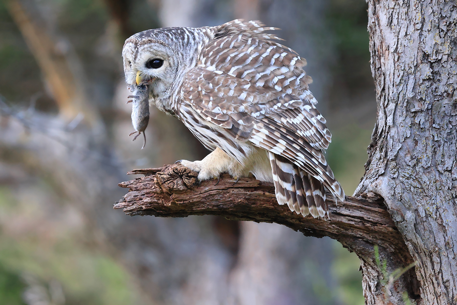 an owl eating