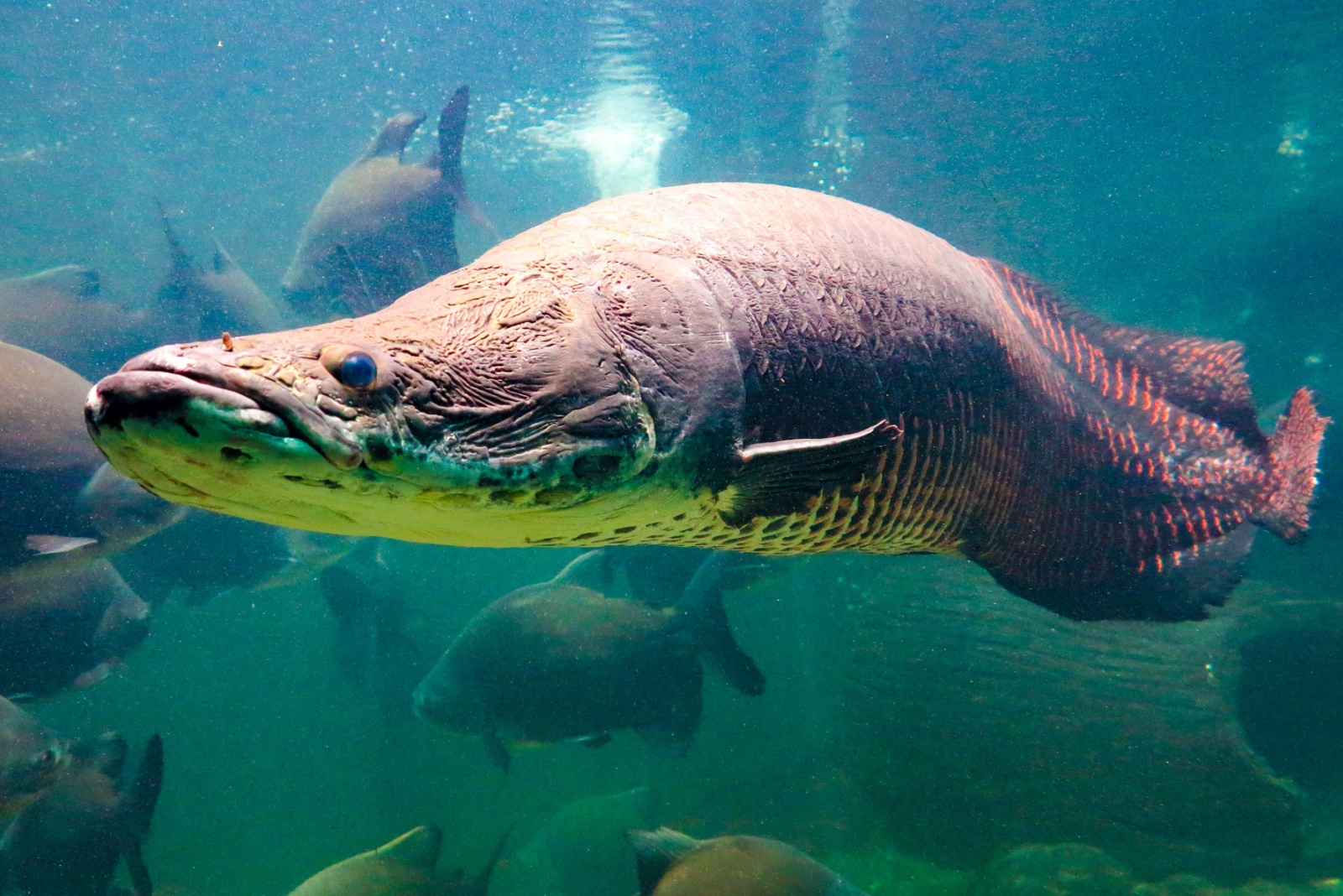 arapaima