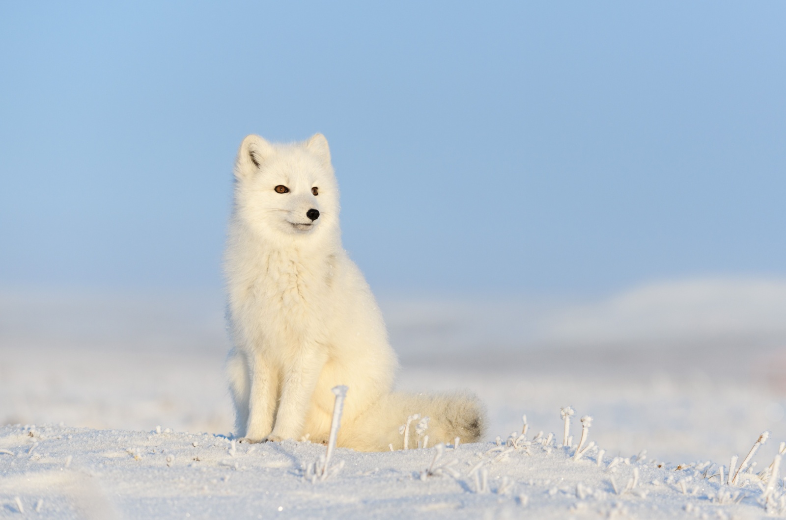 arctic fox