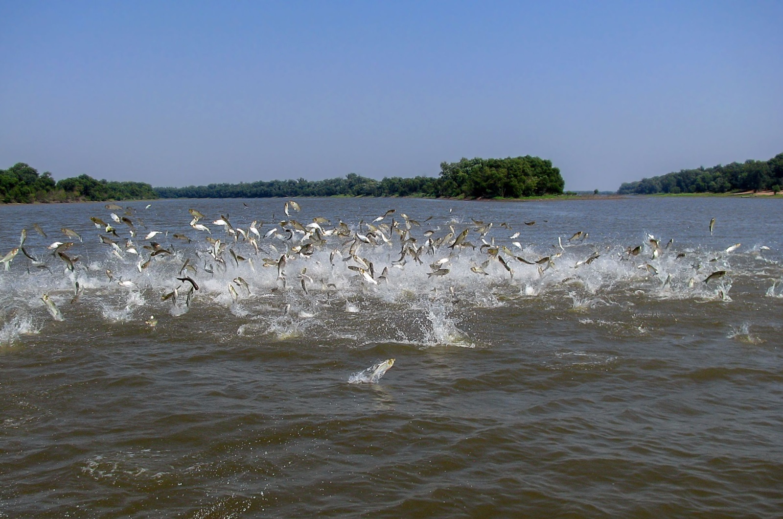 asian carp