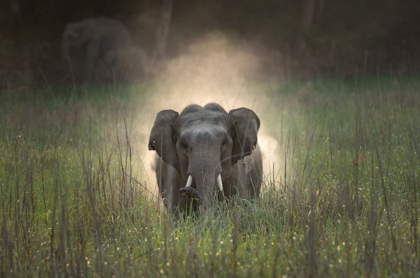 asian elephant