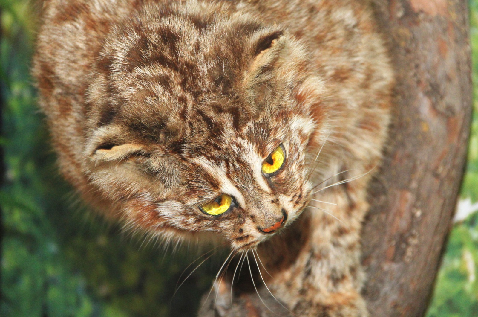 asiatic golden cat