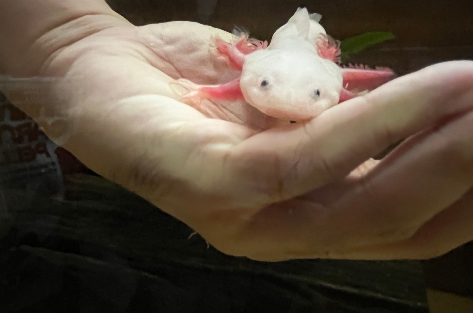 axolotl in hand