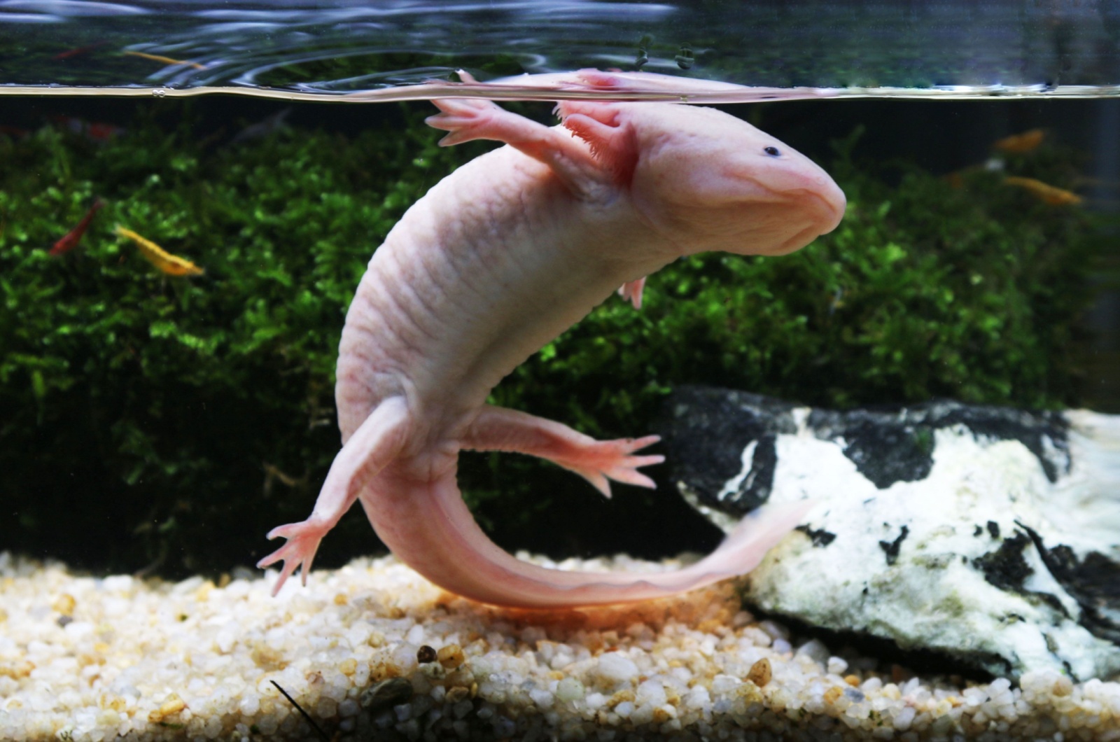 axolotl in tank