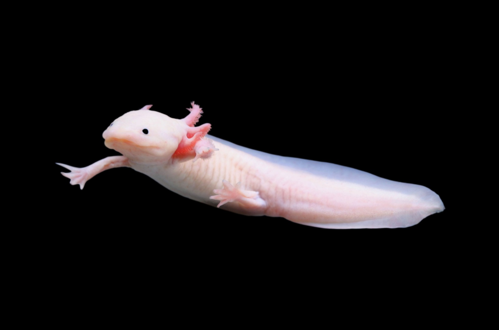 axolotl small