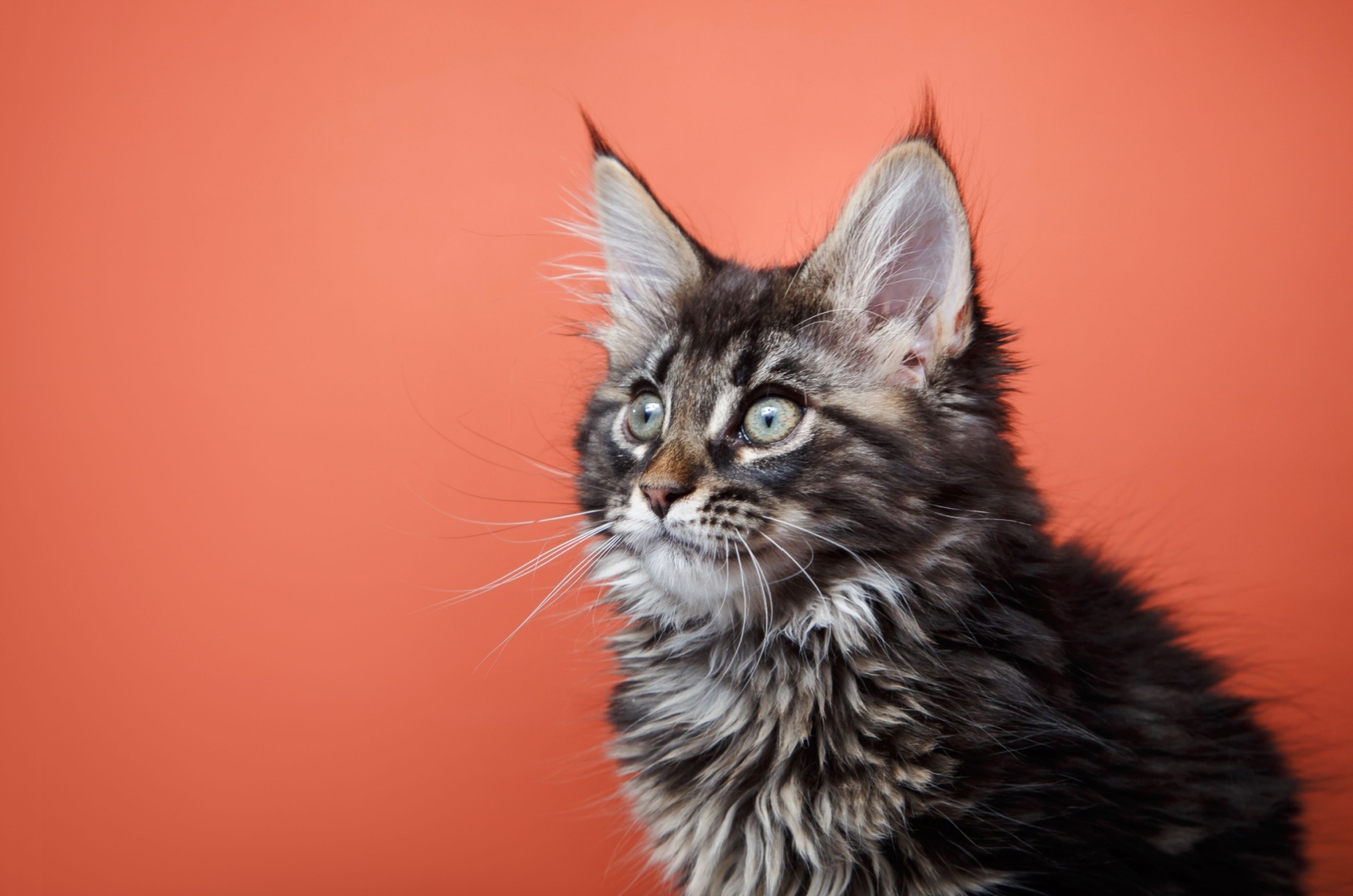 baby maine coon