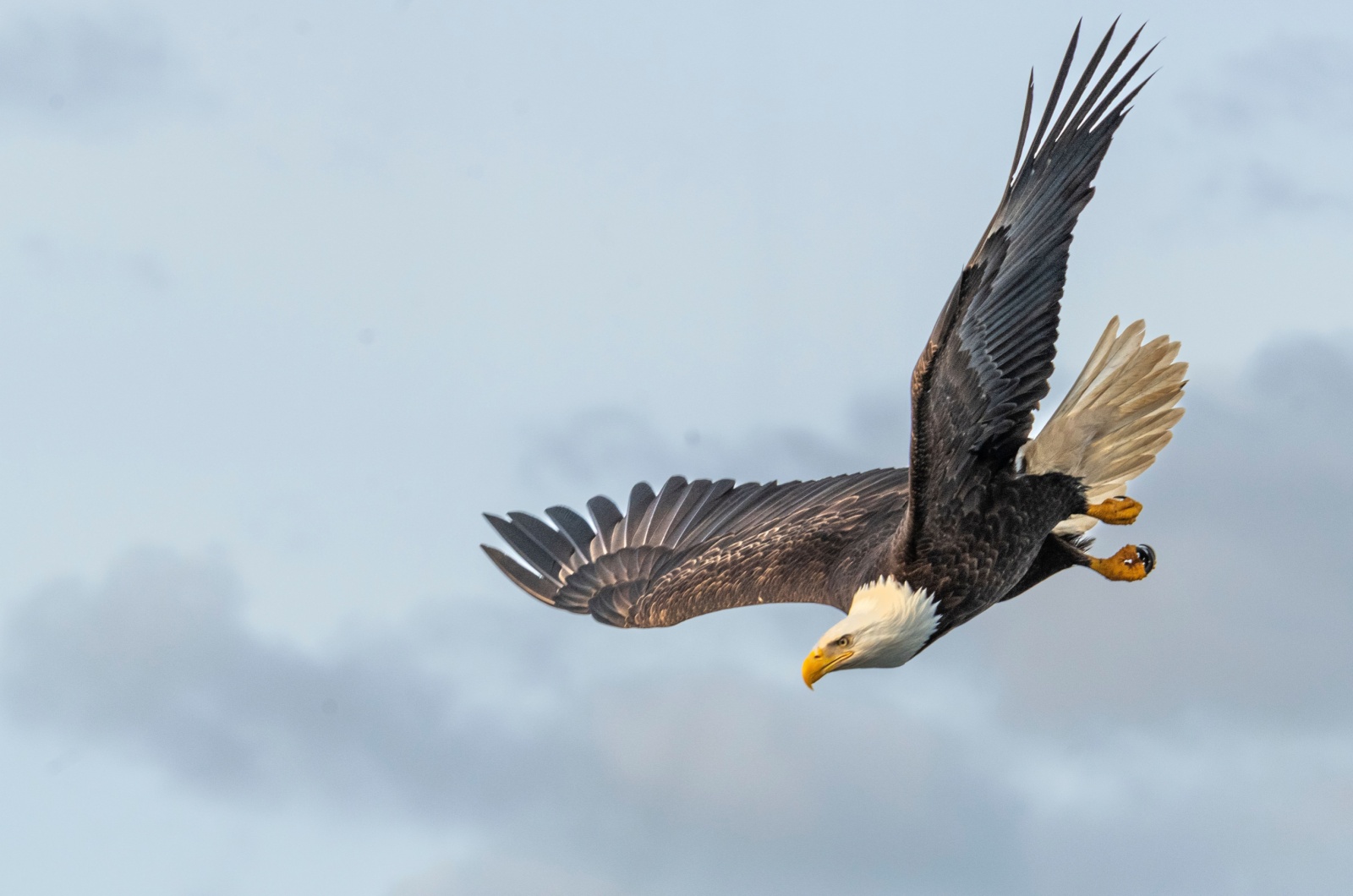 bald eagle