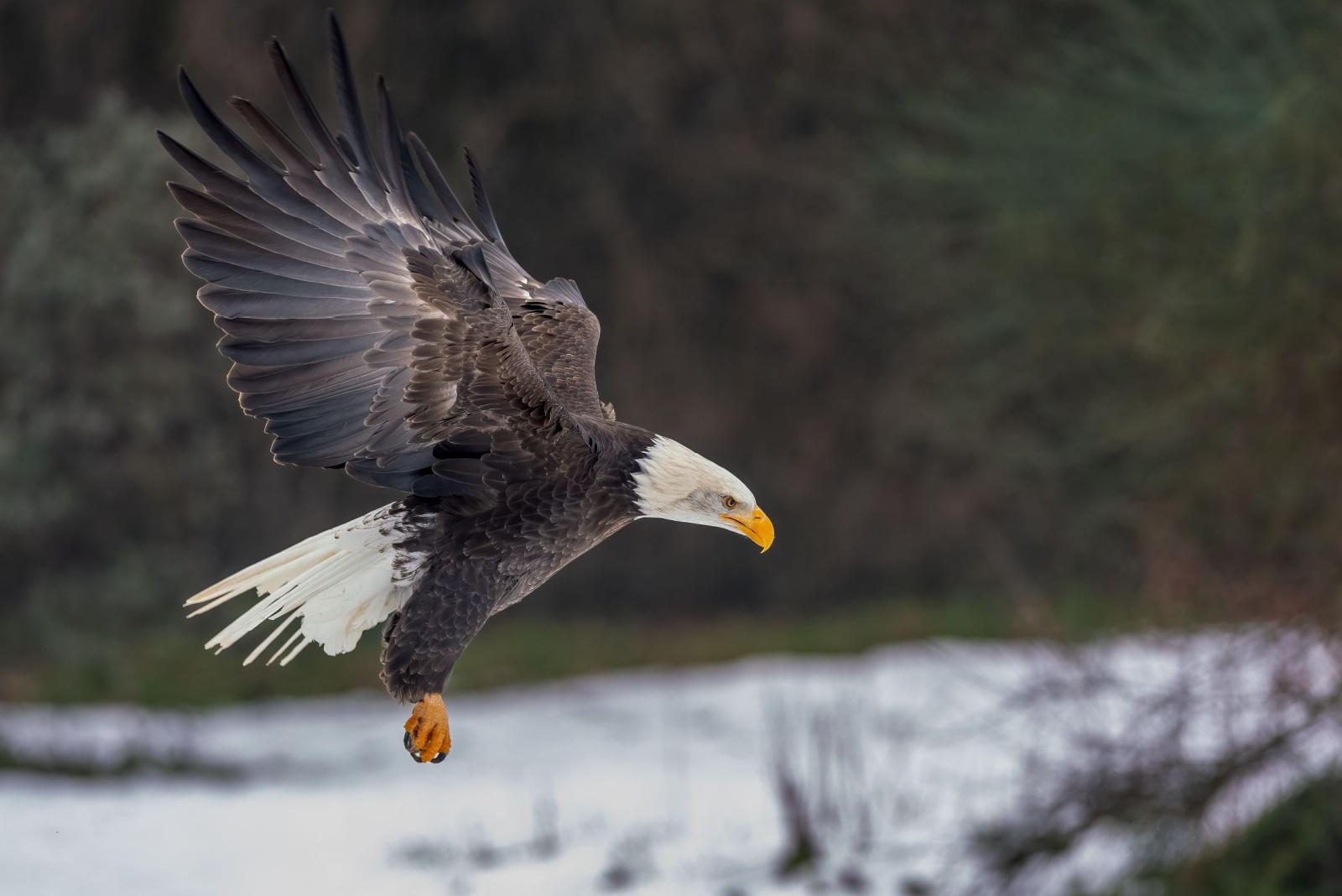 bald eagle