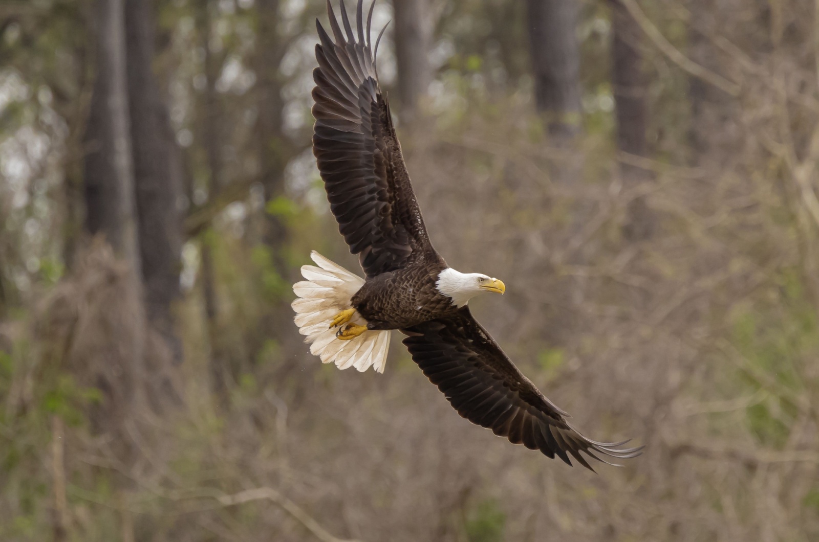 bald eagle alabama