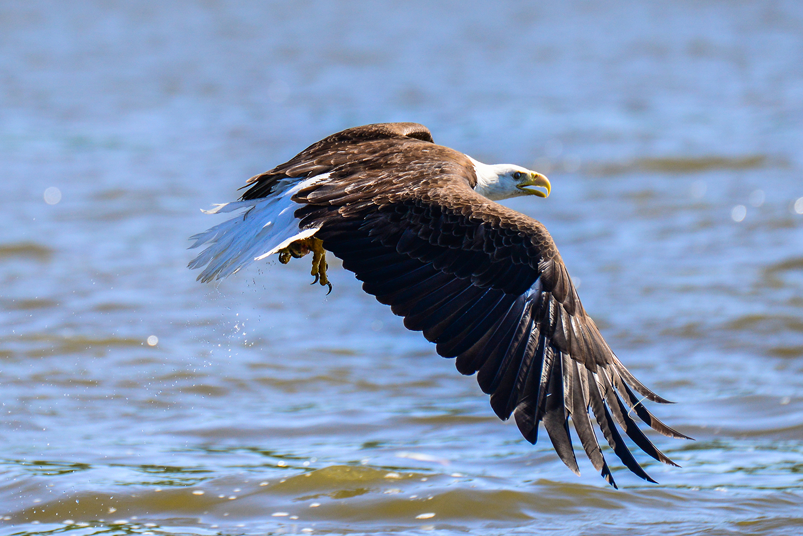 bald eagle flying