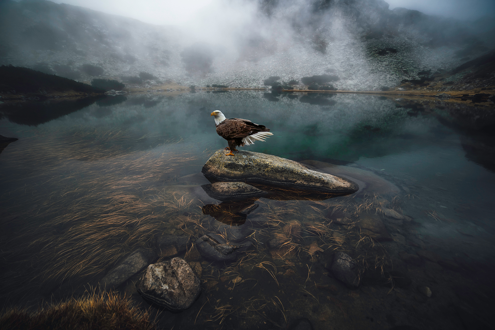 bald eagle standing on a rock