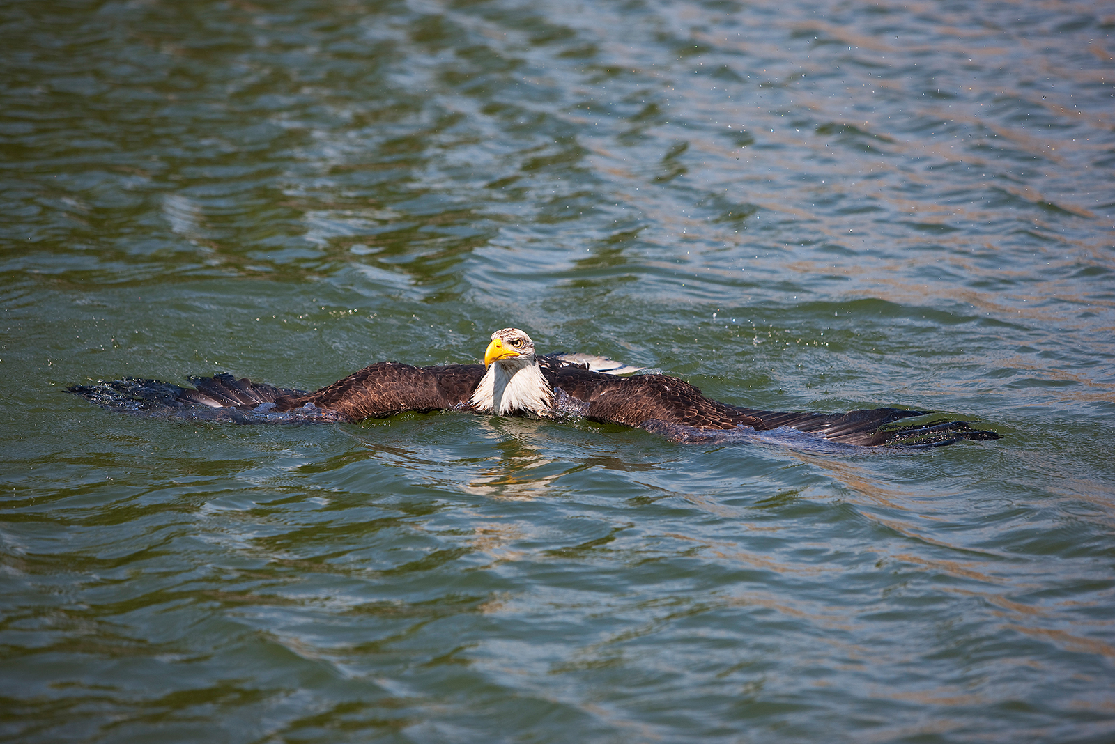 bald eagle swimming