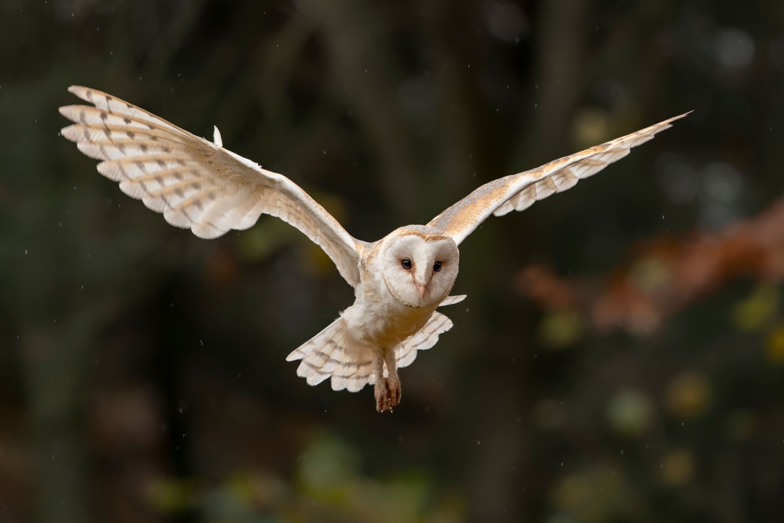 barn owl