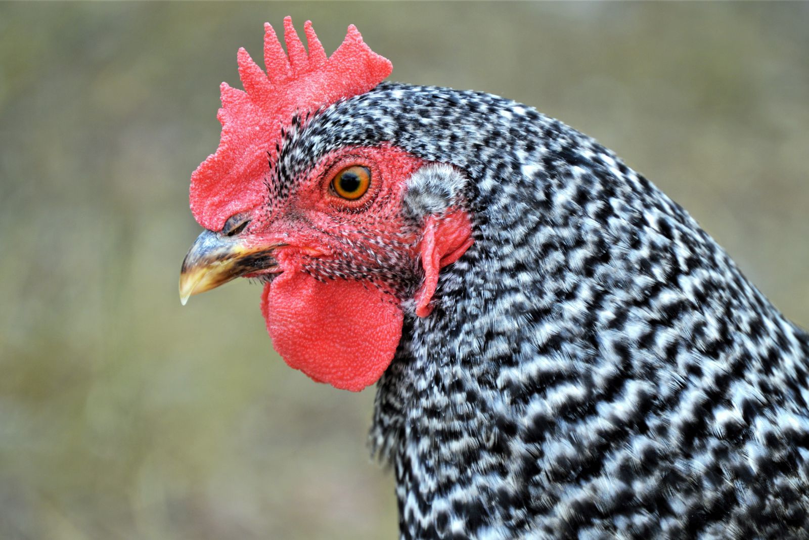 barred rock