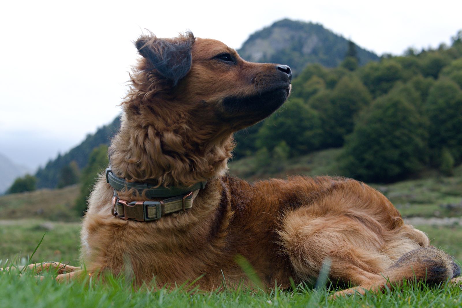 basque shepherd dog