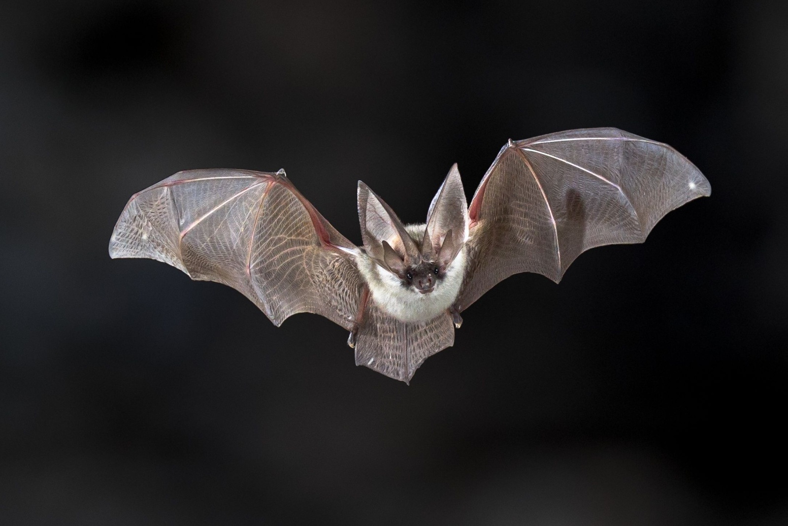 bat