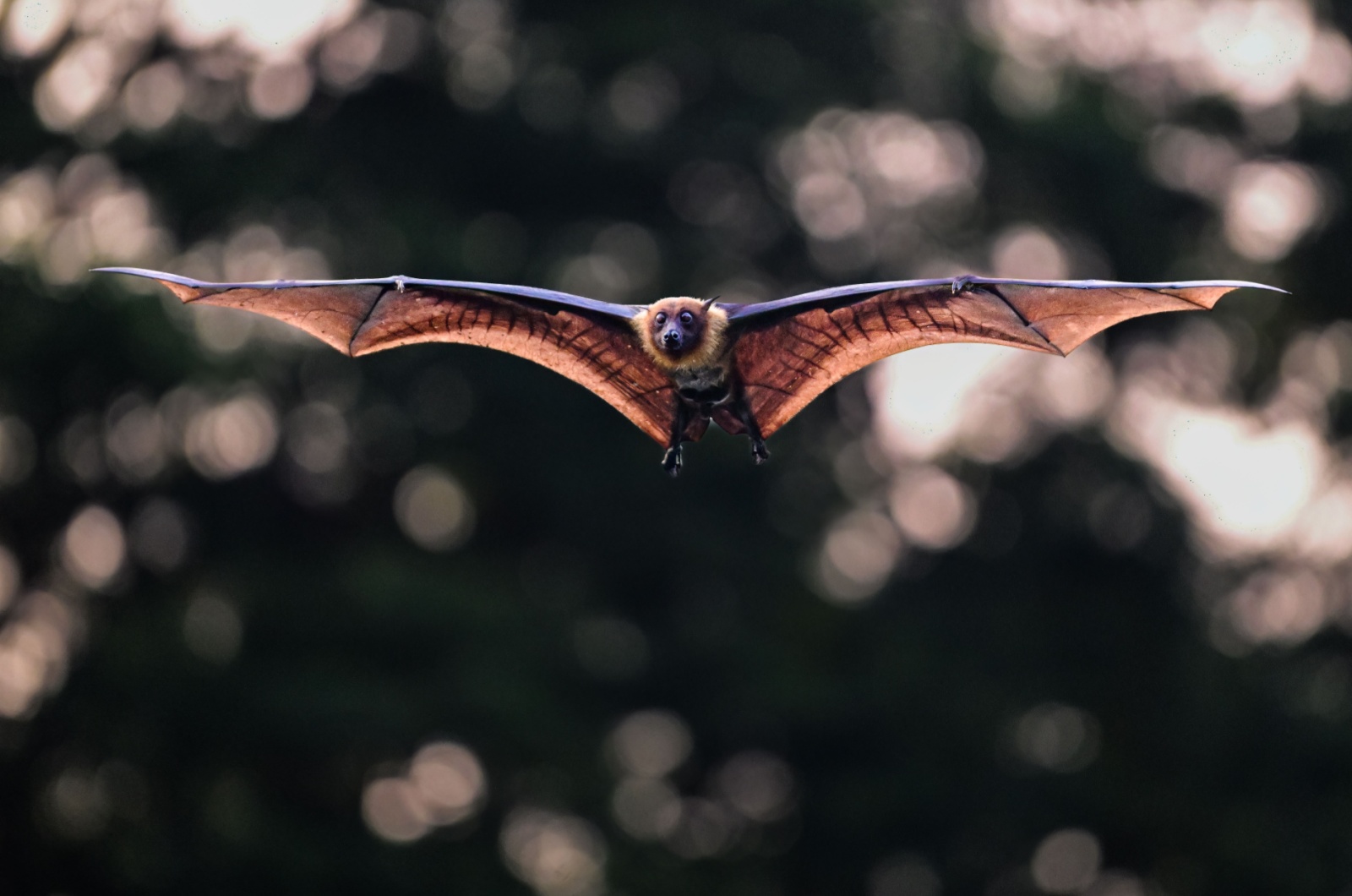 bat flying