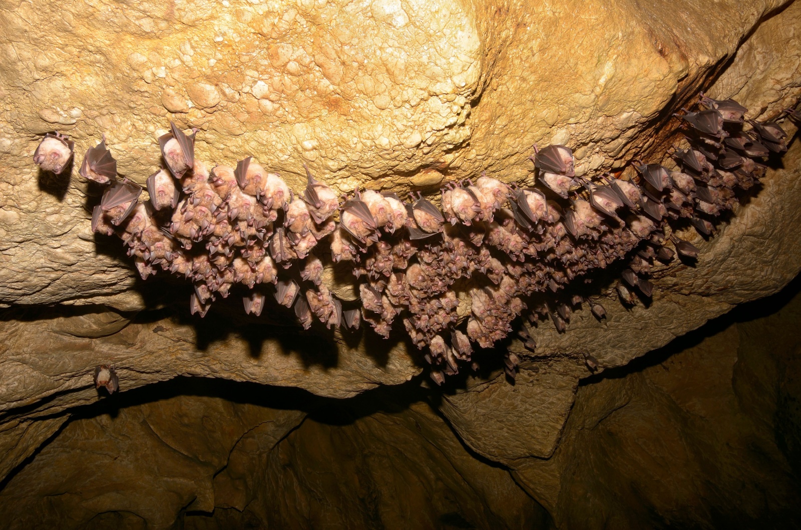 bats hibernating in a cave