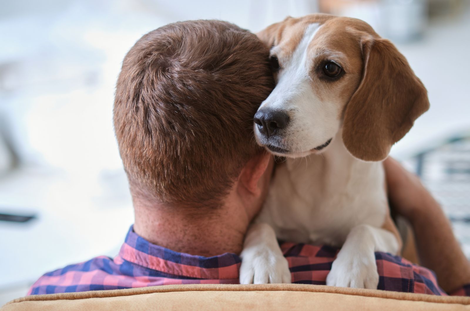 beagle on mans shoulder