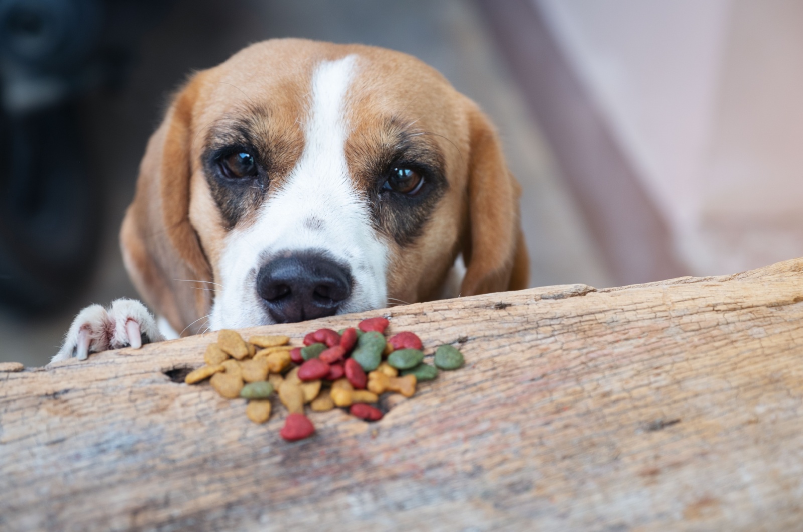 beagle trouble