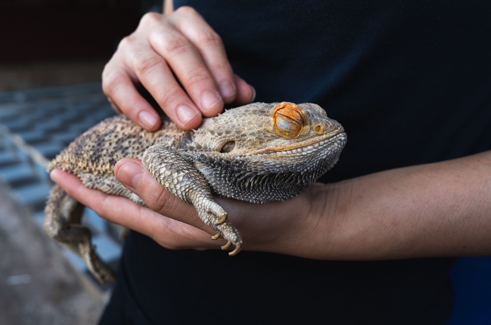 bearded dragon