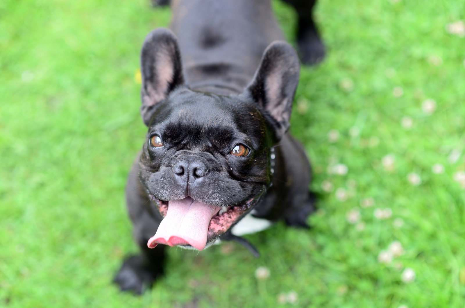 beautiful french bulldog pitbull