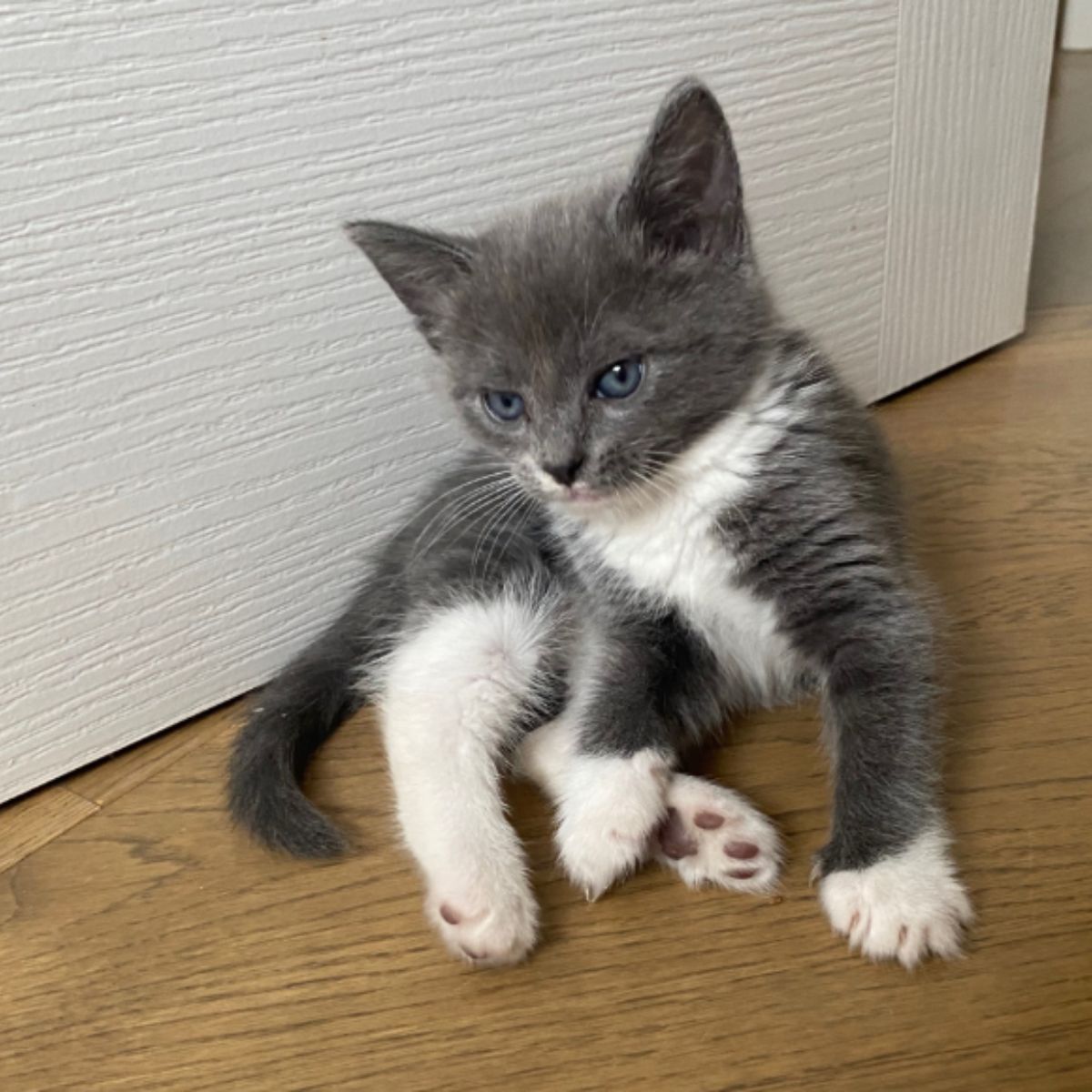 beautiful gray and white kitten