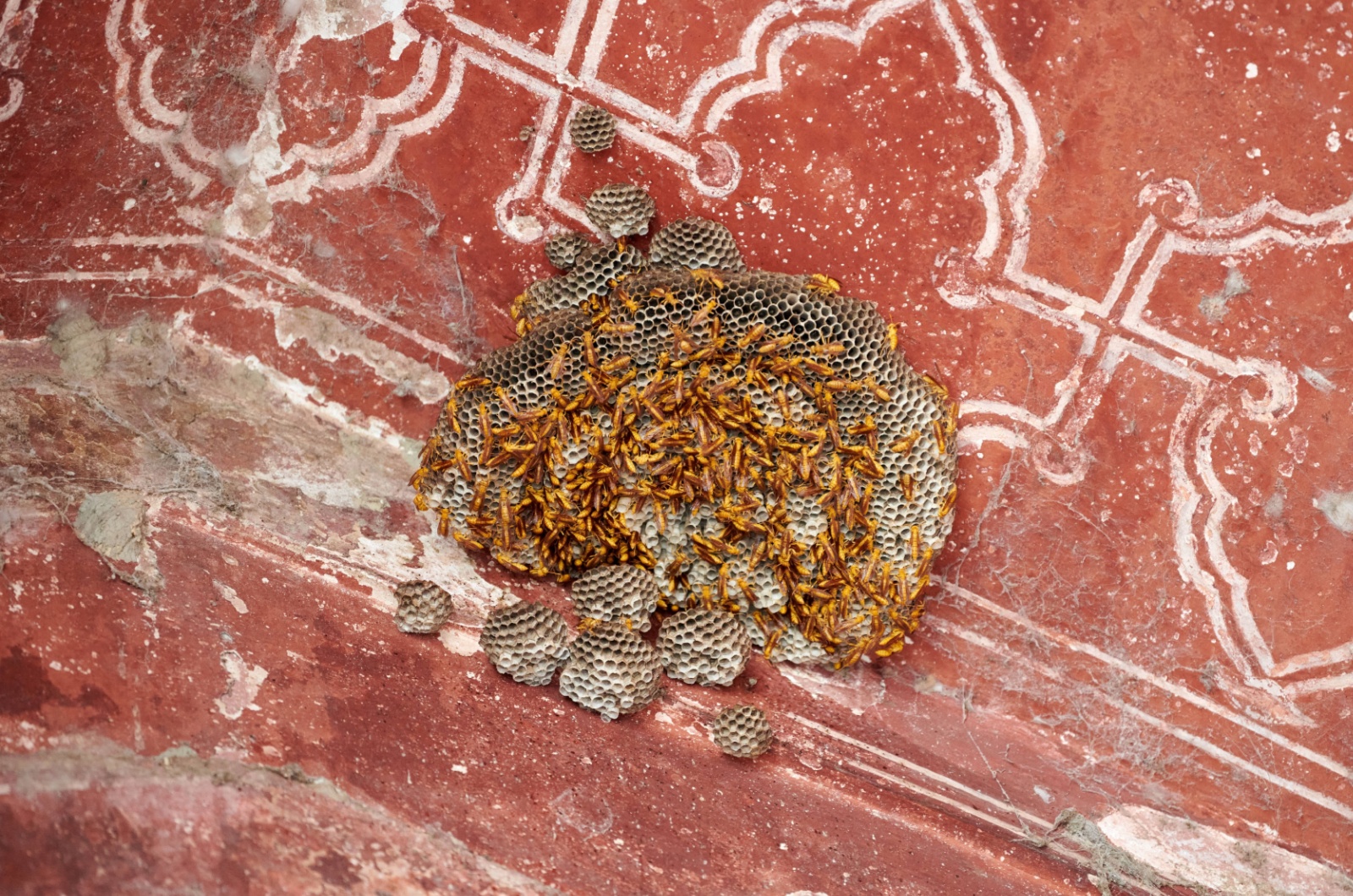 bee hive on a wall