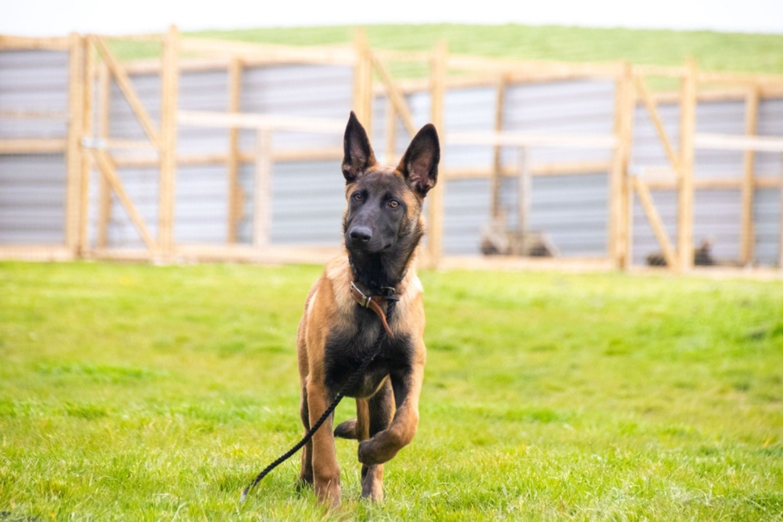 belgian malinois dog