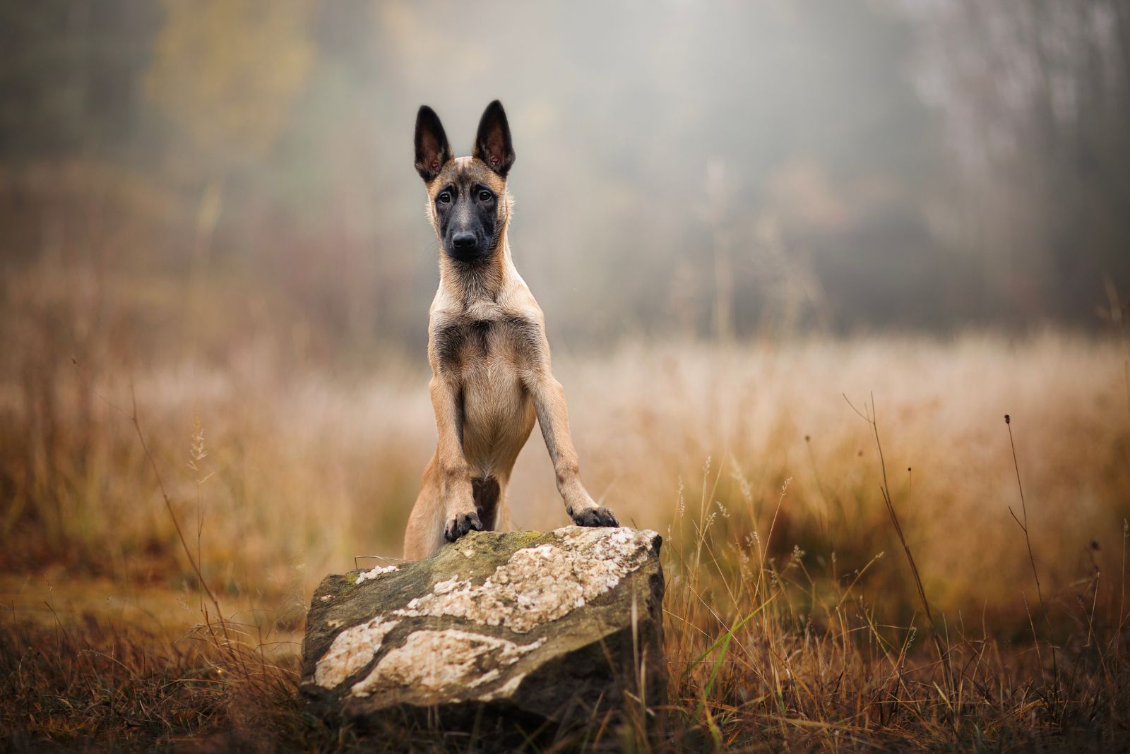 belgian malinois pup