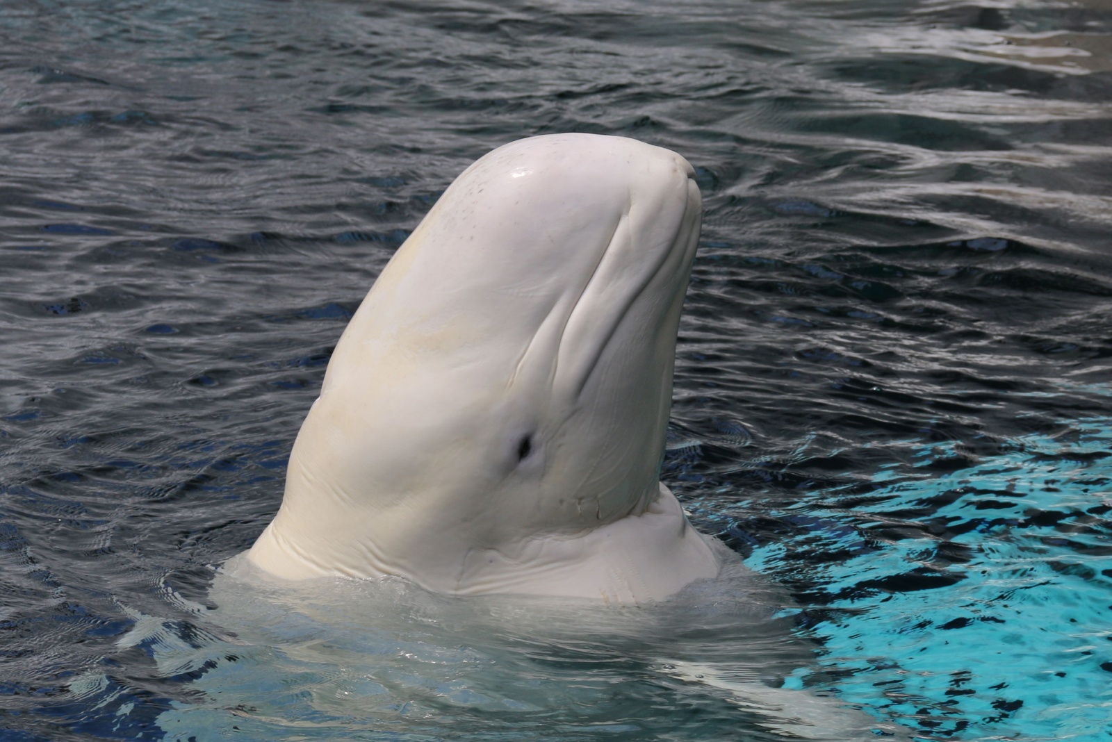 beluga whale