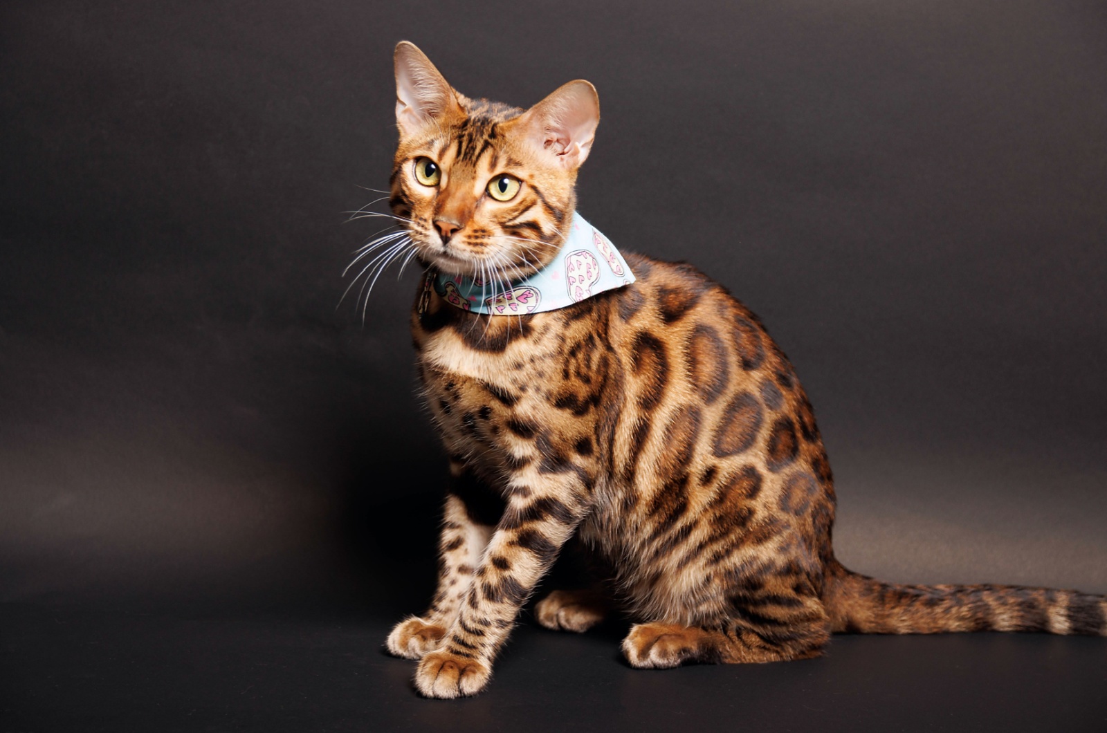 bengal