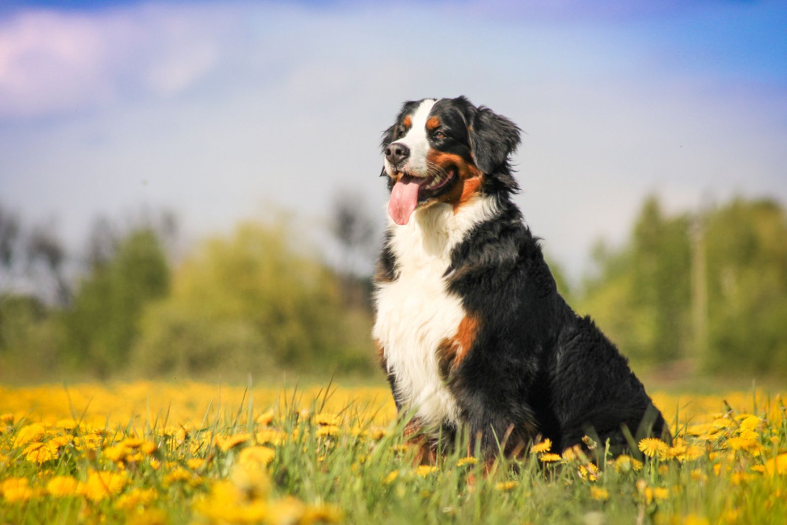 bernese dog in the flowerfield