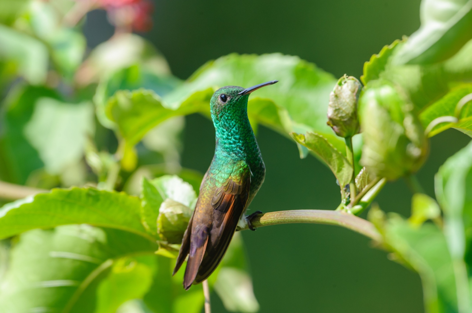 beryline hummingbird