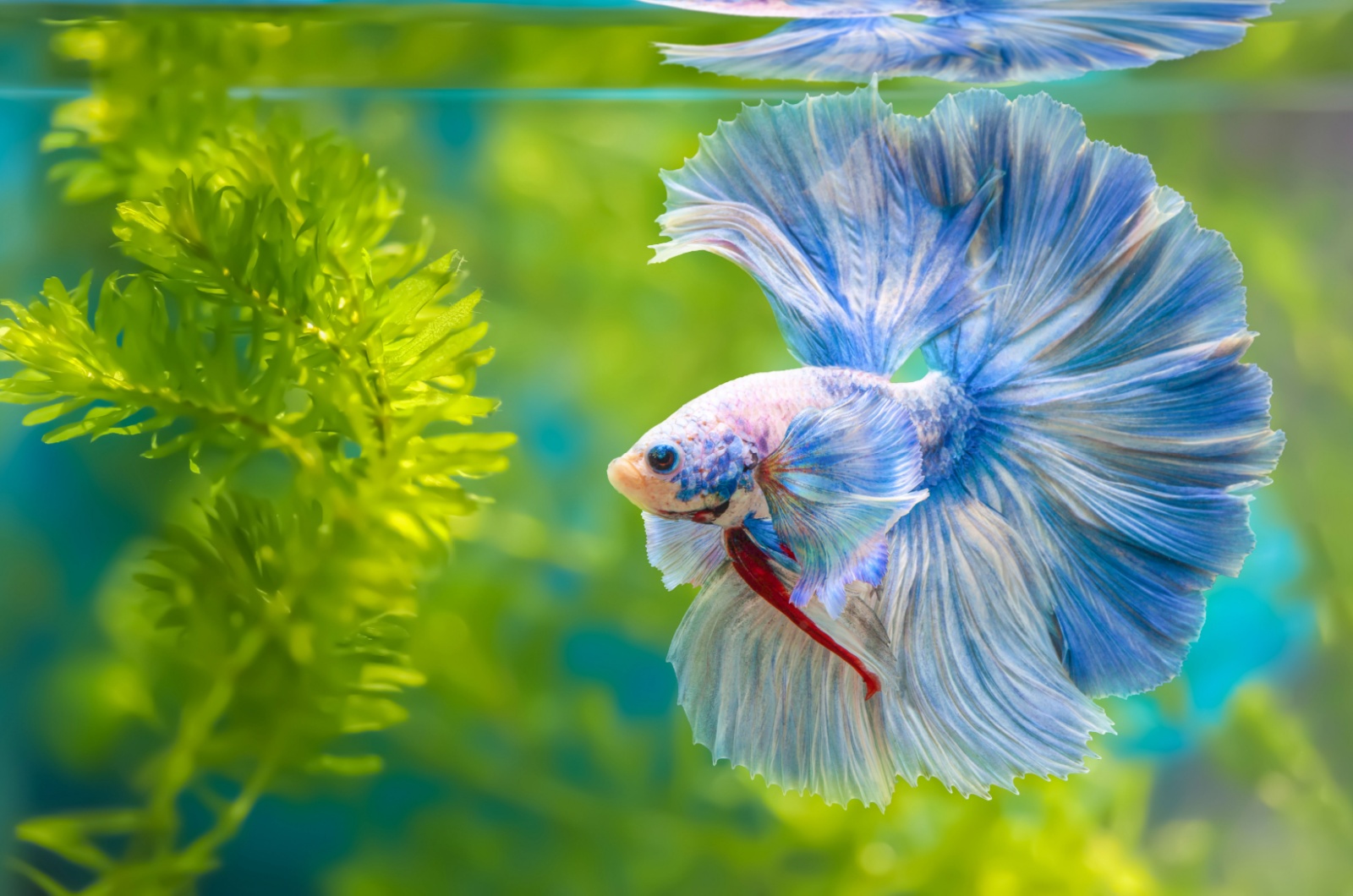 betta fish