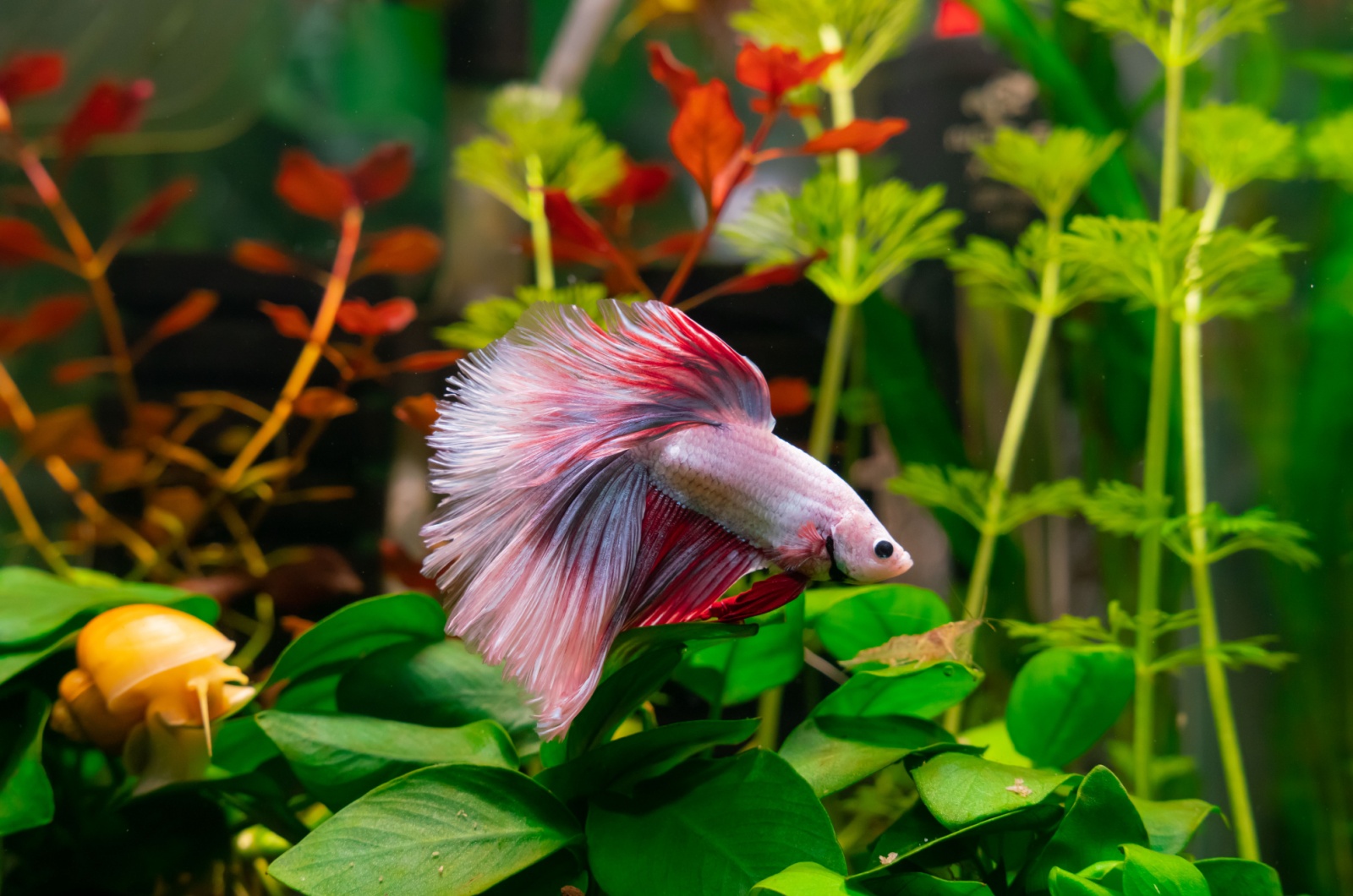 betta fish