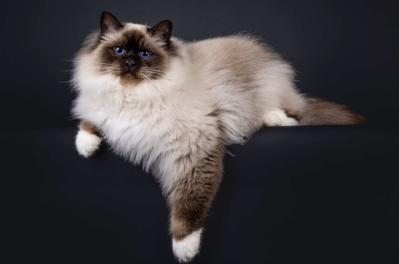 birman cute