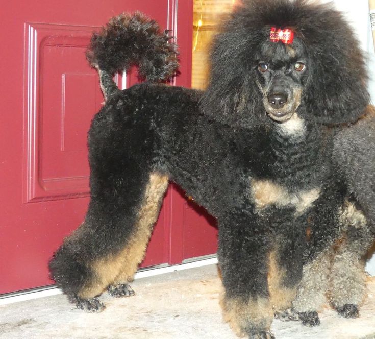 Black And Apricot Poodle