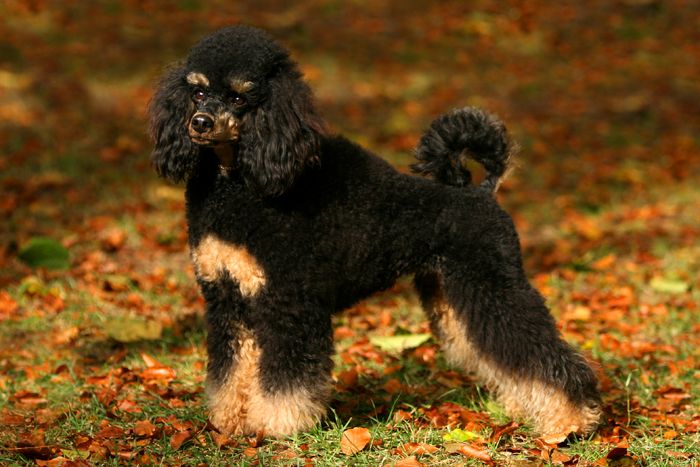 Black And Tan Poodle