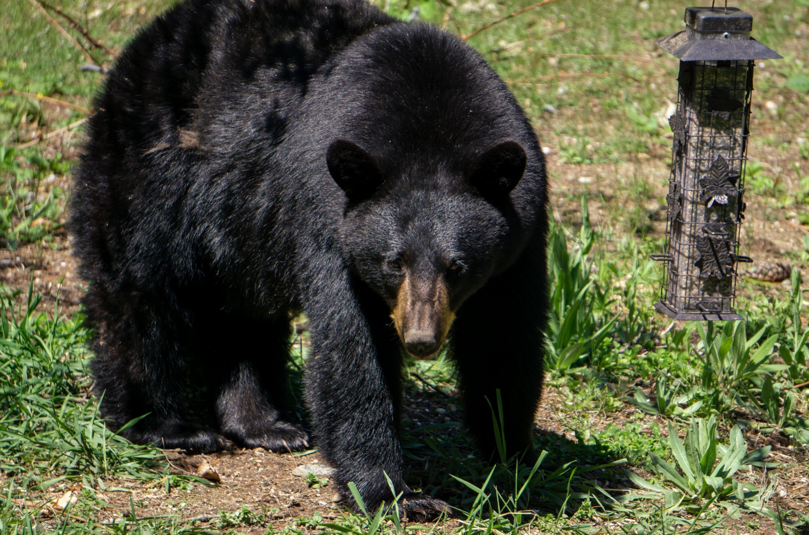 black bear in garden