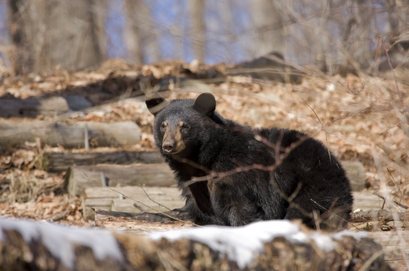 black bear in woods