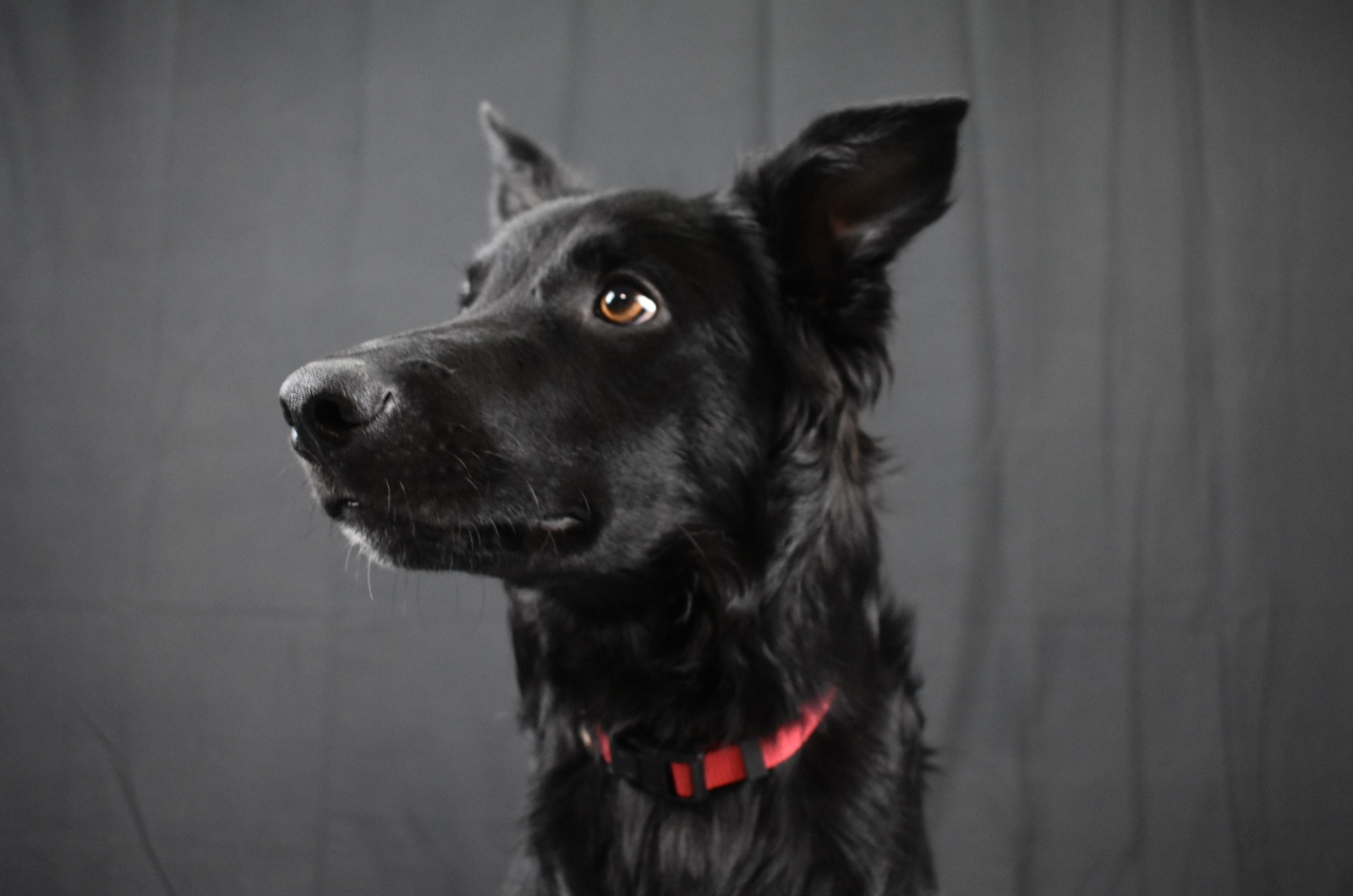 black border collie