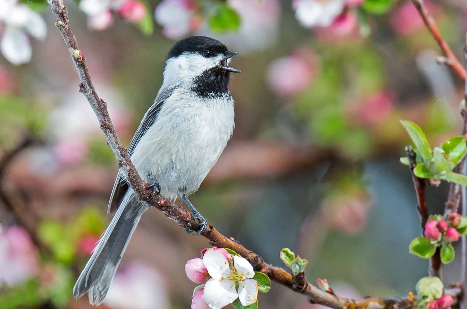 black capped chick