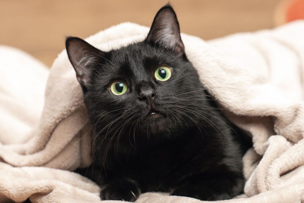 black cat with big green eyes